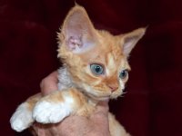 Red Hot Chili - Devon Rex kenel