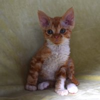 Red Hot Chili - Devon Rex kenel