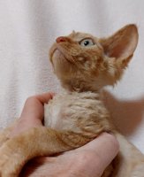 Red Hot Chili - Devon Rex kenel