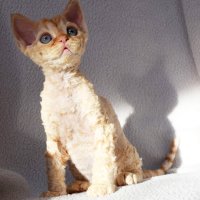 Red Hot Chili - Devon Rex kenel