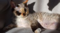 Red Hot Chili - Devon Rex kenel