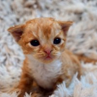 Red Hot Chili - Devon Rex kenel