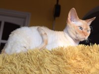 Red Hot Chili - Devon Rex kenel