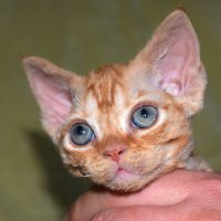 Red Hot Chili - Devon Rex kenel