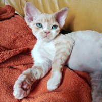 Red Hot Chili - Devon Rex kenel