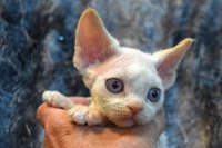 Red Hot Chili - Devon Rex kenel