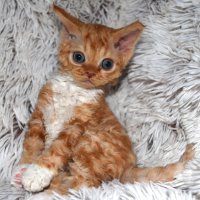 Red Hot Chili - Devon Rex kenel