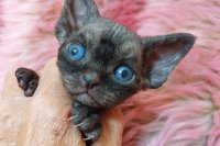 Red Hot Chili - Devon Rex kenel