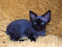 Red Hot Chili - Devon Rex kenel