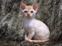 Red Hot Chili - Devon Rex kenel