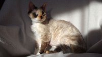 Red Hot Chili - Devon Rex kenel