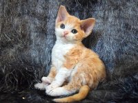 Red Hot Chili - Devon Rex kenel