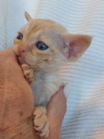 Red Hot Chili - Devon Rex kenel