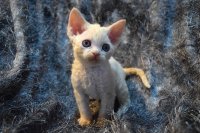 Red Hot Chili - Devon Rex kenel