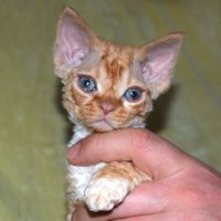 Red Hot Chili - Devon Rex kenel