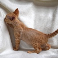 Red Hot Chili - Devon Rex kenel