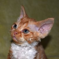 Red Hot Chili - Devon Rex kenel