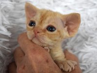 Red Hot Chili - Devon Rex kenel