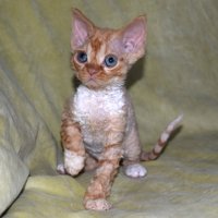 Red Hot Chili - Devon Rex kenel