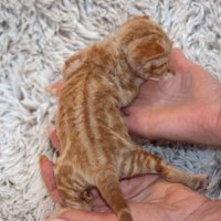 Red Hot Chili - Devon Rex kenel