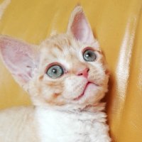 Red Hot Chili - Devon Rex kenel