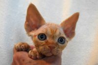 Red Hot Chili - Devon Rex kenel