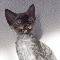 Red Hot Chili - Devon Rex kenel