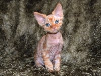 Red Hot Chili - Devon Rex kenel