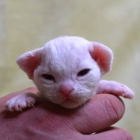 Red Hot Chili - Devon Rex kenel