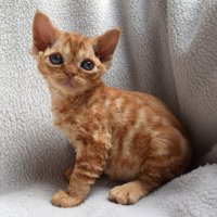 Red Hot Chili - Devon Rex kenel