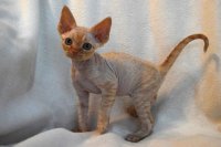 Red Hot Chili - Devon Rex kenel