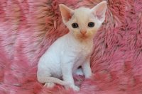 Red Hot Chili - Devon Rex kenel