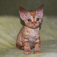 Red Hot Chili - Devon Rex kenel