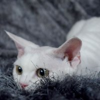 Red Hot Chili - Devon Rex kenel