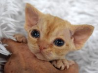 Red Hot Chili - Devon Rex kenel