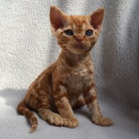 Red Hot Chili - Devon Rex kenel