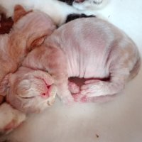 Red Hot Chili - Devon Rex kenel