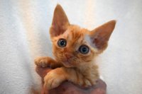 Red Hot Chili - Devon Rex kenel