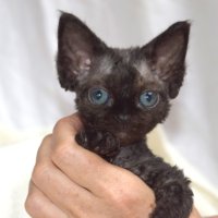 Red Hot Chili - Devon Rex kenel