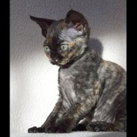 Red Hot Chili - Devon Rex kenel