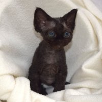 Red Hot Chili - Devon Rex kenel