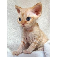 Red Hot Chili - Devon Rex kenel