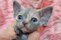 Red Hot Chili - Devon Rex kenel