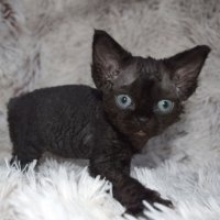 Red Hot Chili - Devon Rex kenel