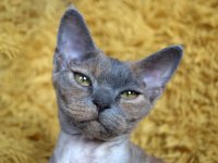 Red Hot Chili - Devon Rex kenel