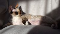 Red Hot Chili - Devon Rex kenel