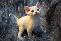 Red Hot Chili - Devon Rex kenel