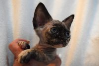 Red Hot Chili - Devon Rex kenel