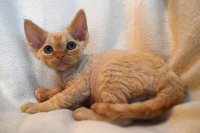 Red Hot Chili - Devon Rex kenel