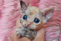 Red Hot Chili - Devon Rex kenel